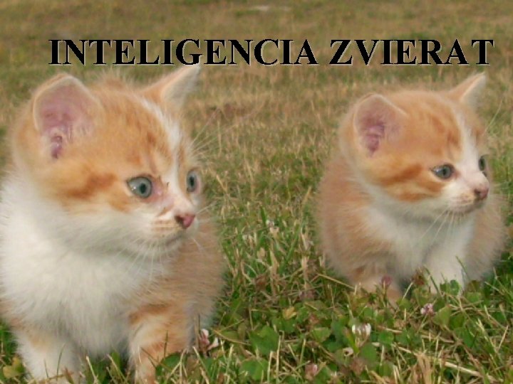 INTELIGENCIA ZVIERAT 