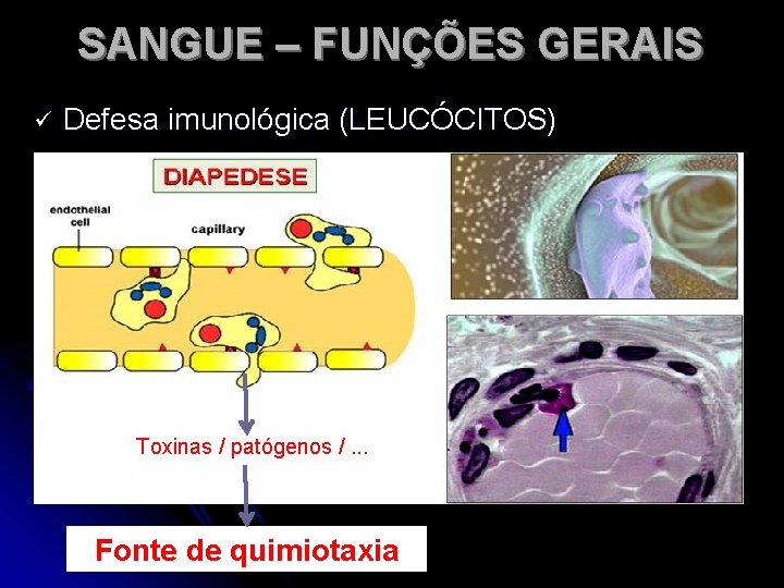 SANGUE – FUNÇÕES GERAIS ü Defesa imunológica (LEUCÓCITOS) Toxinas / patógenos /. . .