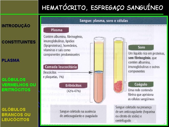 HEMATÓCRITO, ESFREGAÇO SANGUÍNEO INTRODUÇÃO CONSTITUINTES PLASMA GLÓBULOS VERMELHOS OU ERITRÓCITOS GLÓBULOS BRANCOS OU LEUCÓCITOS