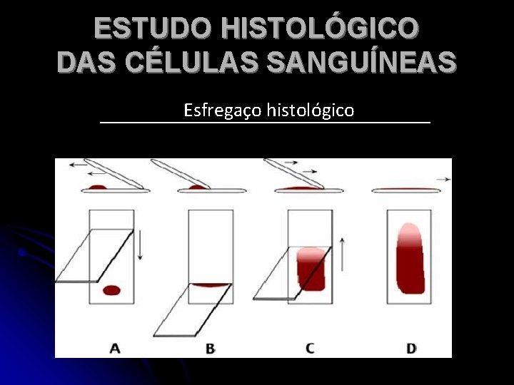 ESTUDO HISTOLÓGICO DAS CÉLULAS SANGUÍNEAS Esfregaço histológico 