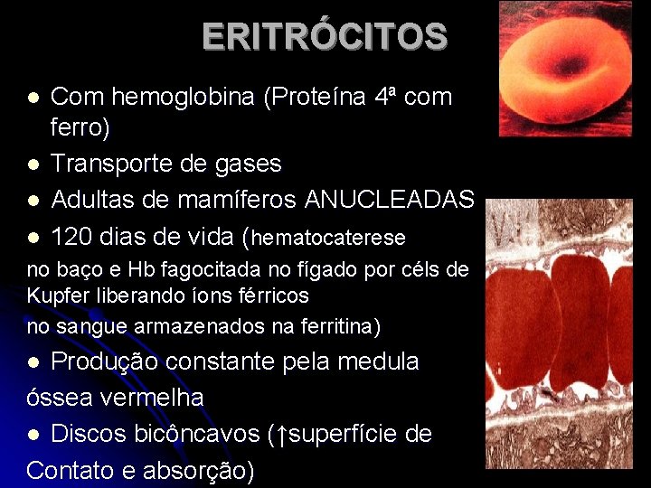 ERITRÓCITOS l l Com hemoglobina (Proteína 4ª com ferro) Transporte de gases Adultas de