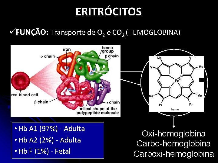 ERITRÓCITOS üFUNÇÃO: Transporte de O 2 e CO 2 (HEMOGLOBINA) • Hb A 1