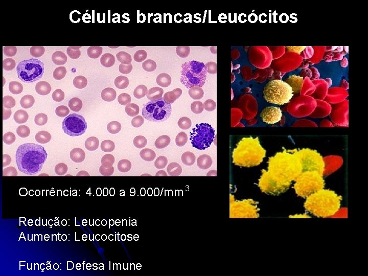 Células brancas/Leucócitos Ocorrência: 4. 000 a 9. 000/mm 3 Redução: Leucopenia ü Incolores e