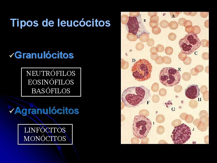 Tipos de leucócitos üGranulócitos NEUTRÓFILOS EOSINÓFILOS BASÓFILOS üAgranulócitos LINFÓCITOS MONÓCITOS 