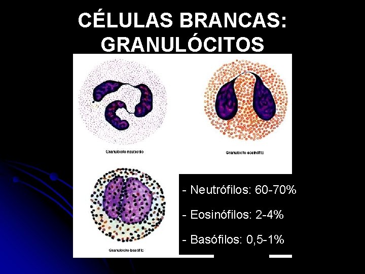 CÉLULAS BRANCAS: GRANULÓCITOS - Neutrófilos: 60 -70% - Eosinófilos: 2 -4% - Basófilos: 0,