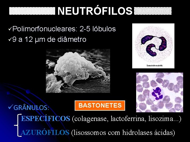 CÉLULAS BRANCAS NEUTRÓFILOS GRANULÓCITOS üPolimorfonucleares: 2 -5 lóbulos ü 9 a 12 µm de