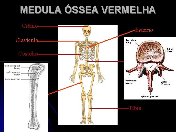 MEDULA ÓSSEA VERMELHA Crânio Esterno Clavícula Costelas Fêmur Tíbia 