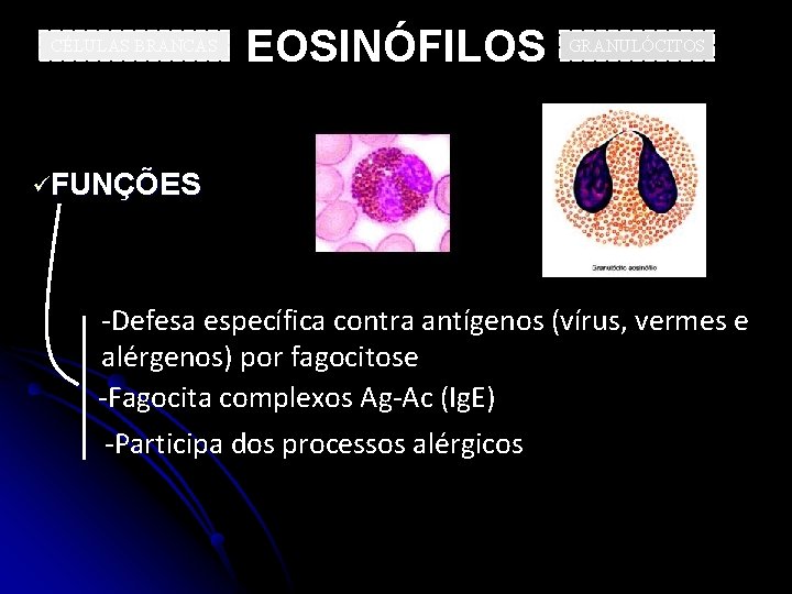 CÉLULAS BRANCAS EOSINÓFILOS GRANULÓCITOS üFUNÇÕES -Defesa específica contra antígenos (vírus, vermes e alérgenos) por