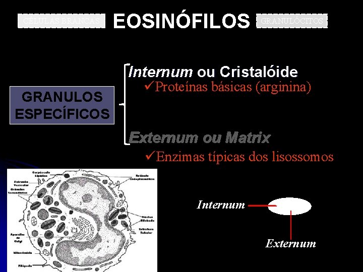 CÉLULAS BRANCAS EOSINÓFILOS GRANULÓCITOS Internum ou Cristalóide GRANULOS ESPECÍFICOS üProteínas básicas (arginina) Externum ou