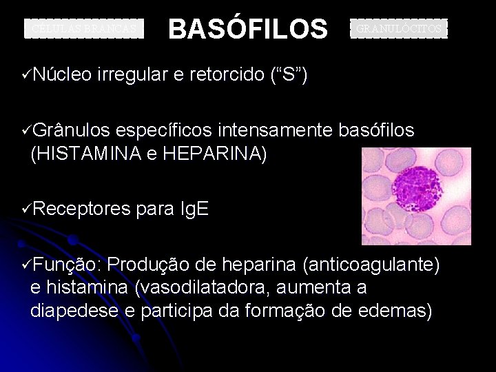 CÉLULAS BRANCAS BASÓFILOS GRANULÓCITOS üNúcleo irregular e retorcido (“S”) üGrânulos específicos intensamente basófilos (HISTAMINA