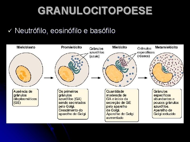 GRANULOCITOPOESE ü Neutrófilo, eosinófilo e basófilo 