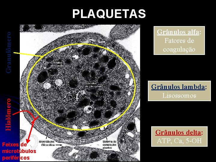 Hialômero Granulômero PLAQUETAS Feixes de microtúbulos periféricos Grânulos alfa: Fatores de coagulação Grânulos lambda: