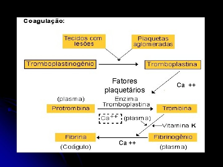 Fatores plaquetários Ca ++ 