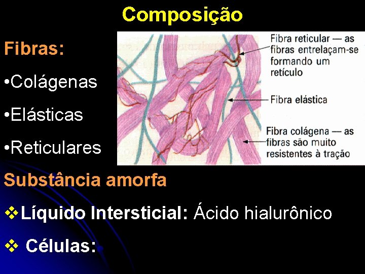 Composição Fibras: • Colágenas • Elásticas • Reticulares Substância amorfa v. Líquido Intersticial: Ácido