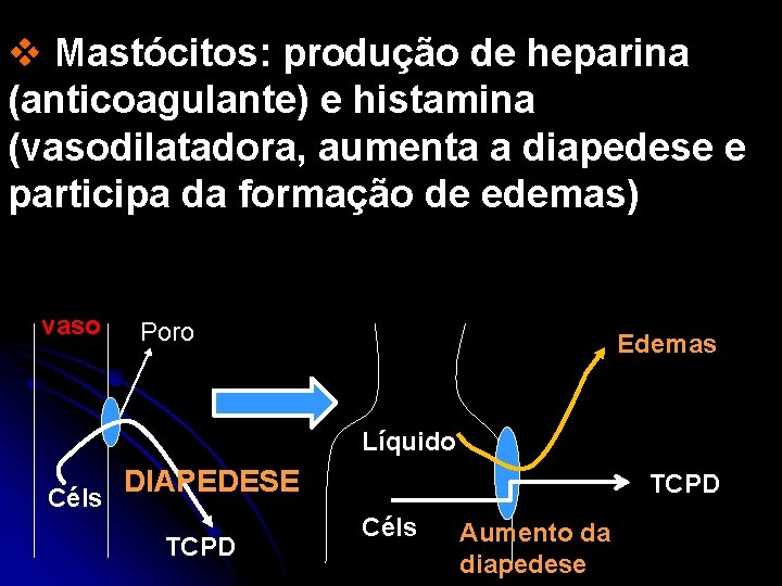 v Mastócitos: produção de heparina (anticoagulante) e histamina (vasodilatadora, aumenta a diapedese e participa