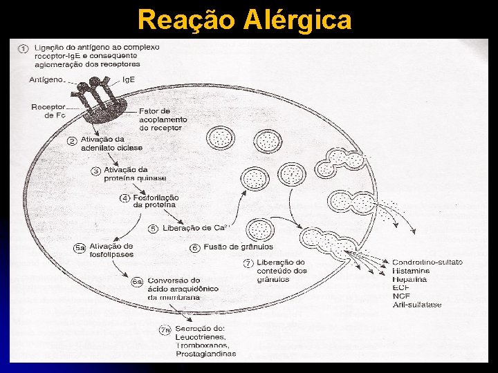 Reação Alérgica 