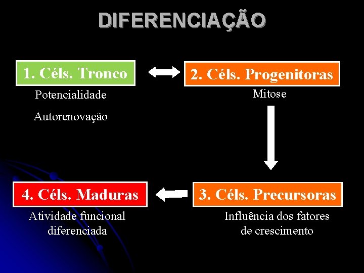 DIFERENCIAÇÃO 1. Céls. Tronco Potencialidade 2. Céls. Progenitoras Mitose Autorenovação 4. Céls. Maduras Atividade