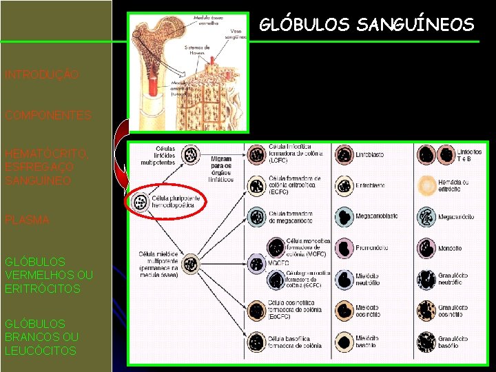 GLÓBULOS SANGUÍNEOS INTRODUÇÃO COMPONENTES HEMATÓCRITO, ESFREGAÇO SANGUÍNEO PLASMA GLÓBULOS VERMELHOS OU ERITRÓCITOS GLÓBULOS BRANCOS