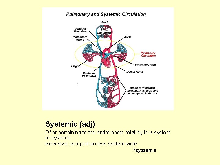 Systemic (adj) Of or pertaining to the entire body; relating to a system or