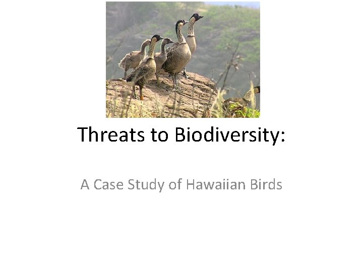 Threats to Biodiversity: A Case Study of Hawaiian Birds 