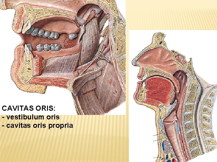 CAVITAS ORIS: - vestibulum oris - cavitas oris propria 