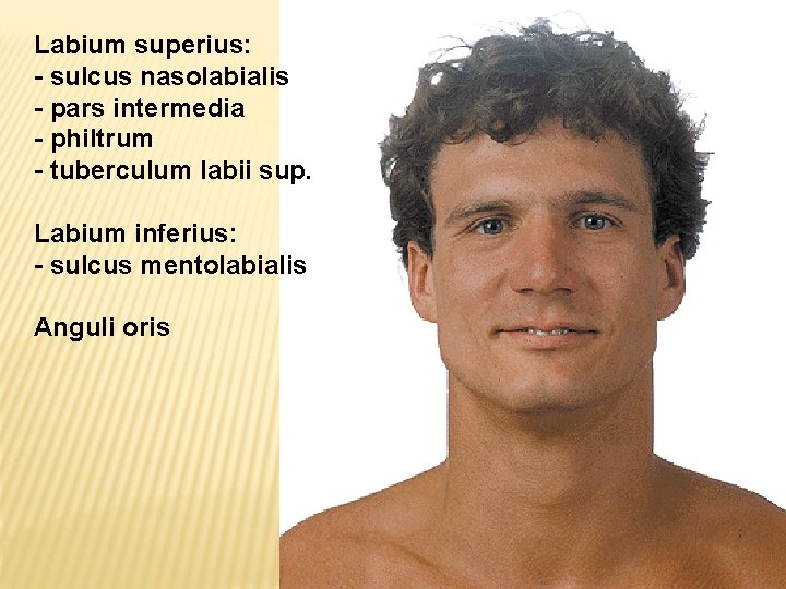 Labium superius: - sulcus nasolabialis - pars intermedia - philtrum - tuberculum labii sup.