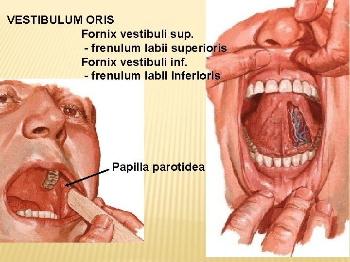 VESTIBULUM ORIS Fornix vestibuli sup. - frenulum labii superioris Fornix vestibuli inf. - frenulum