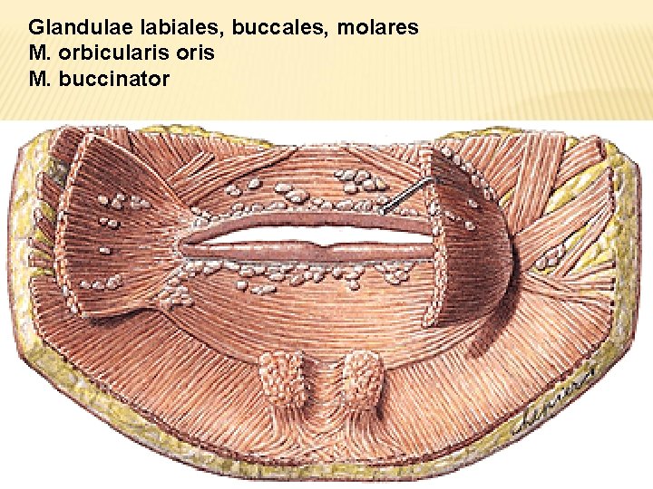 Glandulae labiales, buccales, molares M. orbicularis oris M. buccinator 