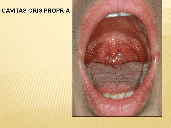 CAVITAS ORIS PROPRIA 