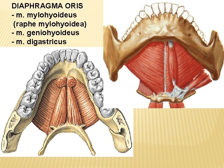 DIAPHRAGMA ORIS - m. mylohyoideus (raphe mylohyoidea) - m. geniohyoideus - m. digastricus 