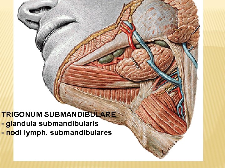 TRIGONUM SUBMANDIBULARE - glandula submandibularis - nodi lymph. submandibulares 