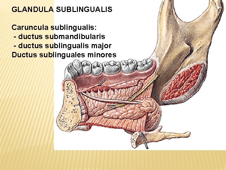 GLANDULA SUBLINGUALIS Caruncula sublingualis: - ductus submandibularis - ductus sublingualis major Ductus sublinguales minores