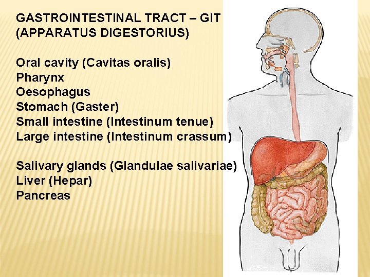 GASTROINTESTINAL TRACT – GIT (APPARATUS DIGESTORIUS) Oral cavity (Cavitas oralis) Pharynx Oesophagus Stomach (Gaster)