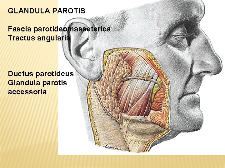 GLANDULA PAROTIS Fascia parotideomasseterica Tractus angularis Ductus parotideus Glandula parotis accessoria 
