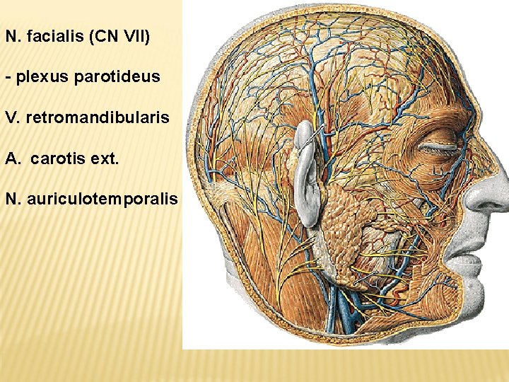 N. facialis (CN VII) - plexus parotideus V. retromandibularis A. carotis ext. N. auriculotemporalis