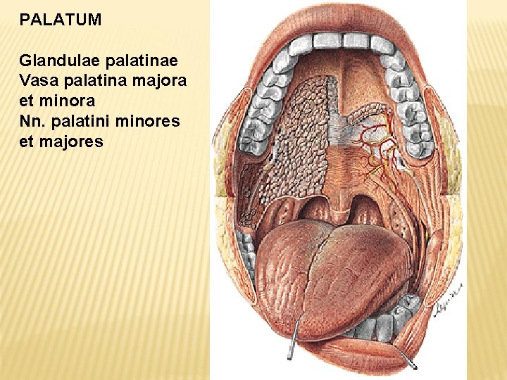 PALATUM Glandulae palatinae Vasa palatina majora et minora Nn. palatini minores et majores 