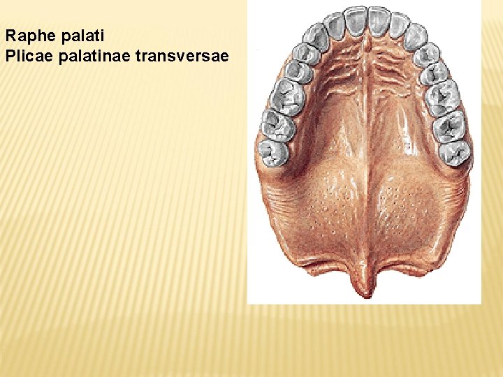 Raphe palati Plicae palatinae transversae 