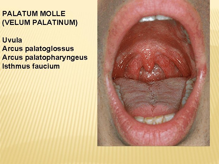 PALATUM MOLLE (VELUM PALATINUM) Uvula Arcus palatoglossus Arcus palatopharyngeus Isthmus faucium 