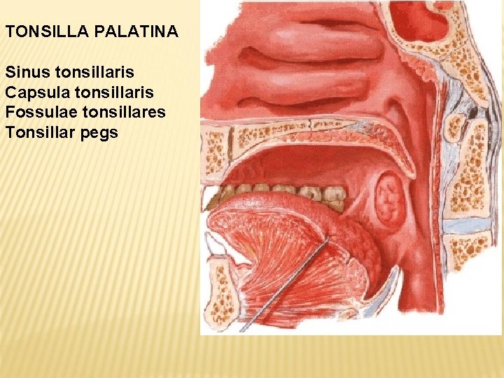 TONSILLA PALATINA Sinus tonsillaris Capsula tonsillaris Fossulae tonsillares Tonsillar pegs 
