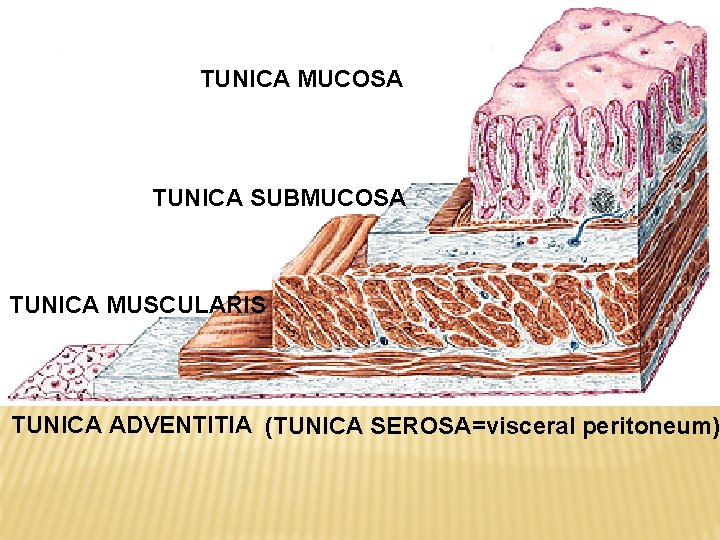 TUNICA MUCOSA TUNICA SUBMUCOSA TUNICA MUSCULARIS TUNICA ADVENTITIA (TUNICA SEROSA=visceral peritoneum) 