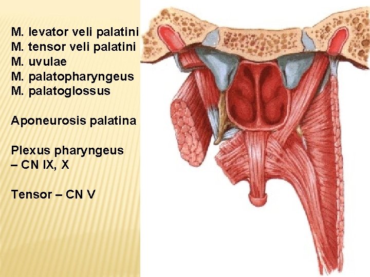 M. levator veli palatini M. tensor veli palatini M. uvulae M. palatopharyngeus M. palatoglossus