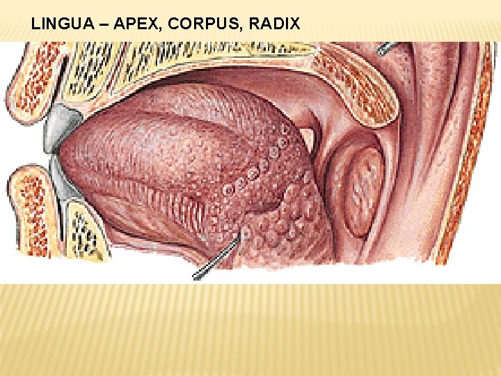 LINGUA – APEX, CORPUS, RADIX 