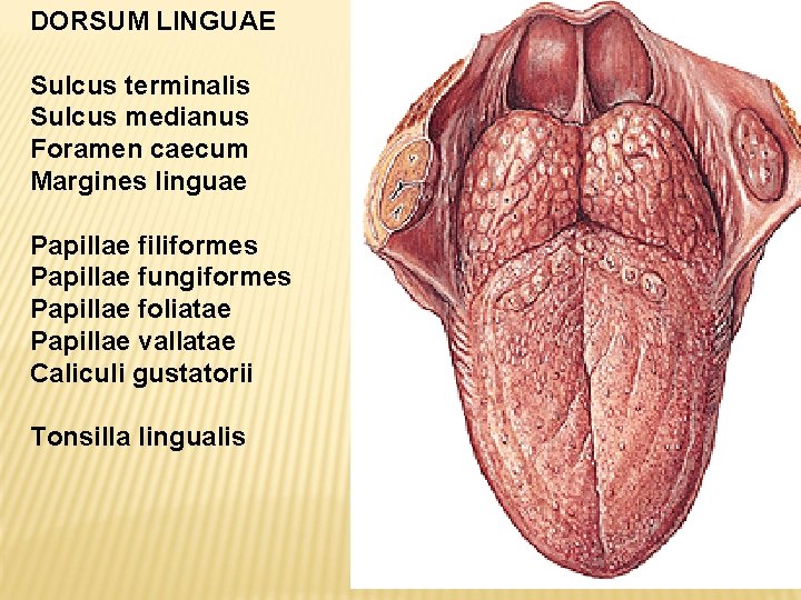 Digestive System Gastrointestinal Tract Git Apparatus Digestorius Oral