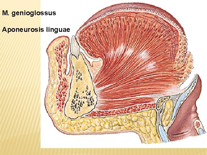 M. genioglossus Aponeurosis linguae 