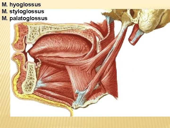 M. hyoglossus M. styloglossus M. palatoglossus 
