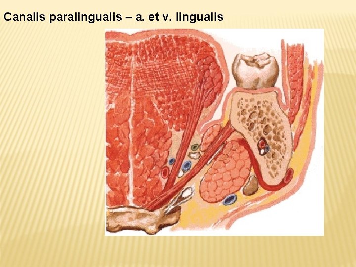 Canalis paralingualis – a. et v. lingualis 