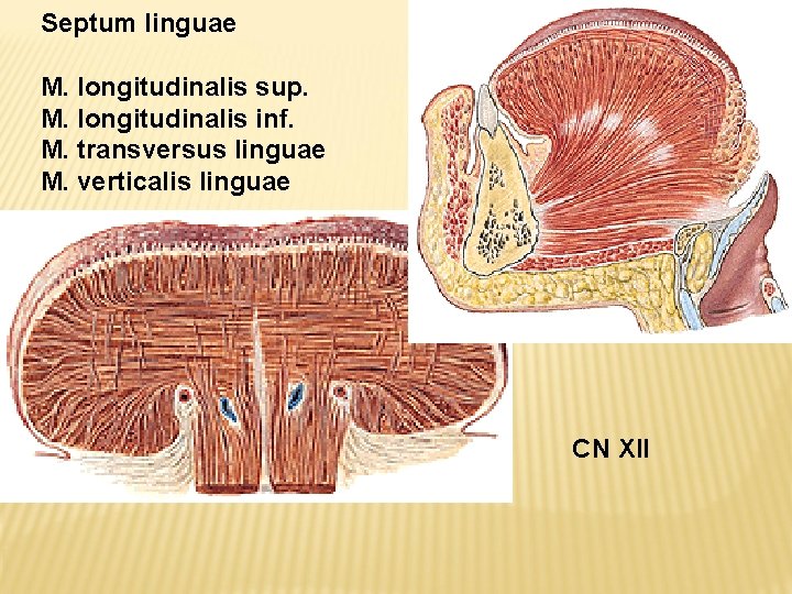 Septum linguae M. longitudinalis sup. M. longitudinalis inf. M. transversus linguae M. verticalis linguae