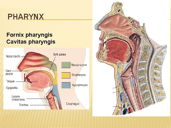 PHARYNX Fornix pharyngis Cavitas pharyngis 