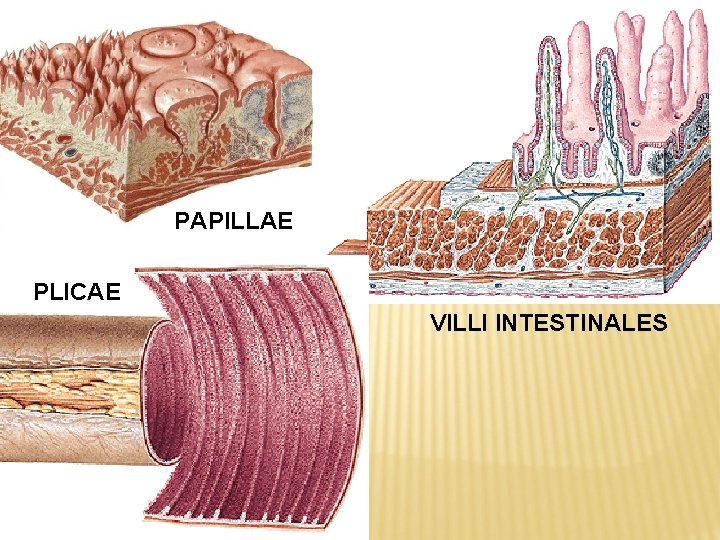 PAPILLAE PLICAE VILLI INTESTINALES 