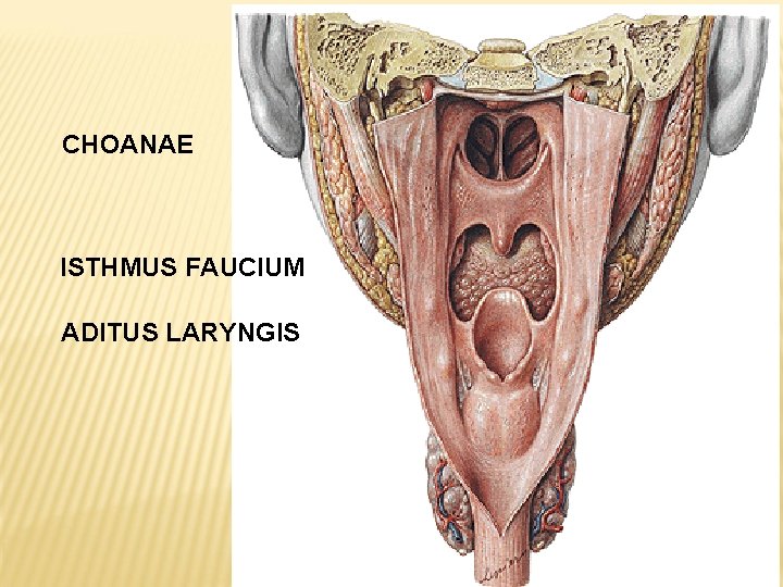 CHOANAE ISTHMUS FAUCIUM ADITUS LARYNGIS 